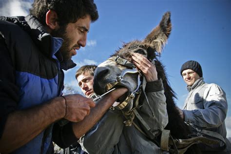 17 years strengthening the performance of Veterinary Services