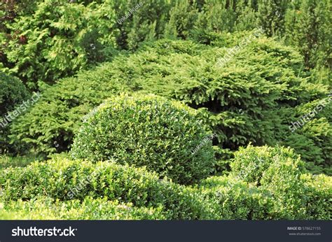 Clipped Buxus Sempervirens Plant Park Stock Photo 578627155 Shutterstock