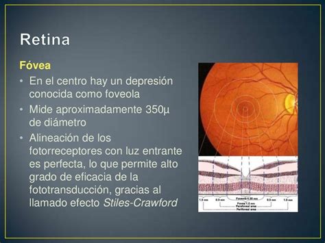 2 Anatomía Funcional De La Retina