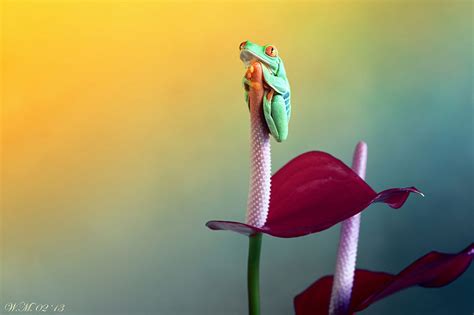 The Spellbinding World Of Frogs In Macro Photography By Wil Mijer