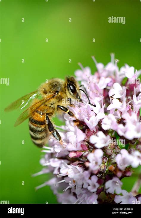Common Honey Bee Apis Melifera Stock Photo Alamy