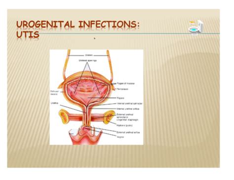 Urogenital Infections Part 1 Utis And Others Flashcards Quizlet