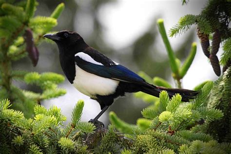 Magpie Symbolic Meanings and Magpie Meanings on Whats-Your ...