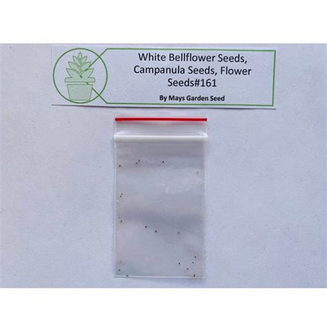 White Bellflower Seeds Campanula Persicifolia Seeds Flower Seeds161