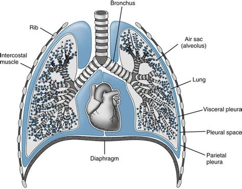 Introduction to Chest Radiography | Radiology Key