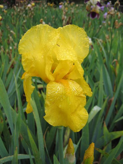 Iris Cultivar Tall Bearded Taken At Swansea Botanical Co Flickr