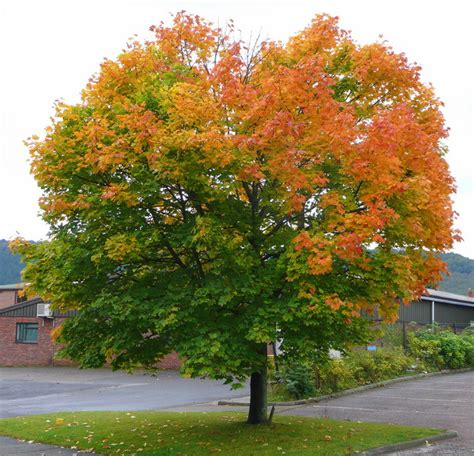 Tree Profile Norway Maple Acer Platanoides Part 2 Iron Tree