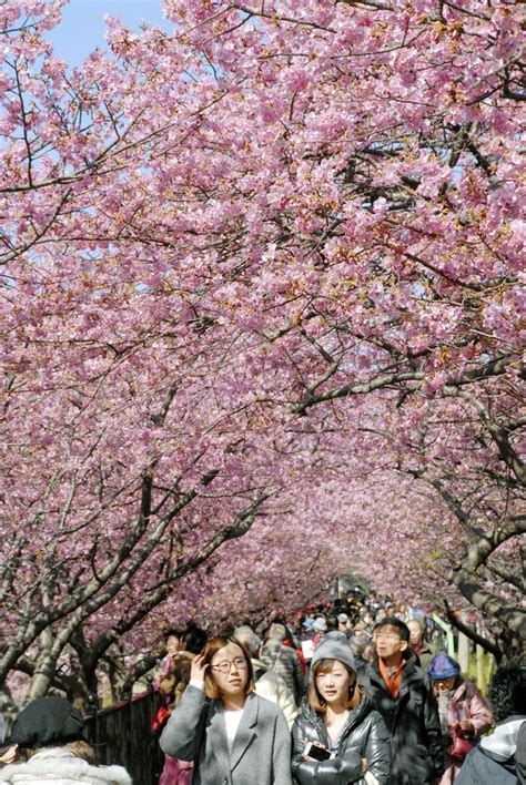 The Centuries Old Charm Of Japans Cherry Blossoms Cherry Blossom