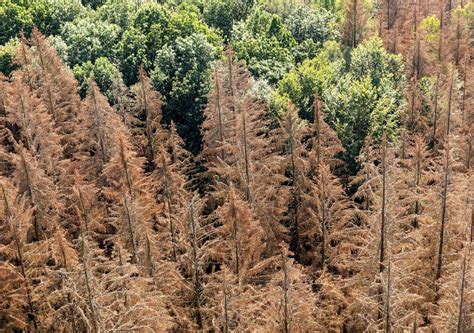 Why Are Europes Forests Turning Brown In Summer