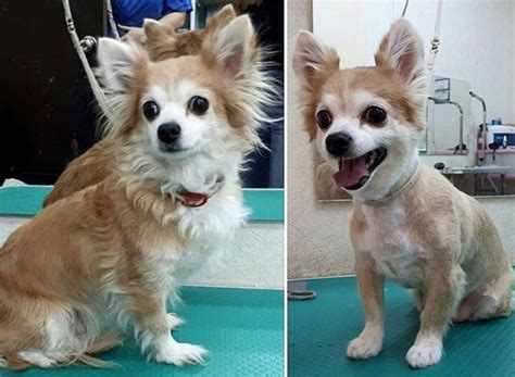 10 Best Long-Haired Chihuahua Haircuts