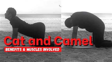 How To Cat And Camel Benefits And Muscles Used Cat And Cow Back Exercise Youtube
