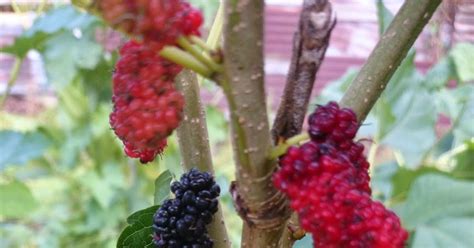 Lada hitam, dari lada yang tak terlalu tua. CARA MENANAM POKOK MULBERRI HITAM ~ Kebun Di Belakang Rumah