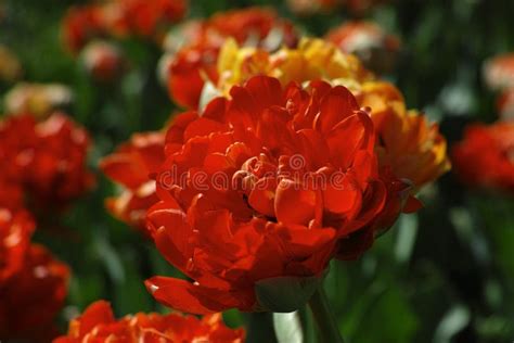Flower Orange Petal Close Up Picture Image 109022007