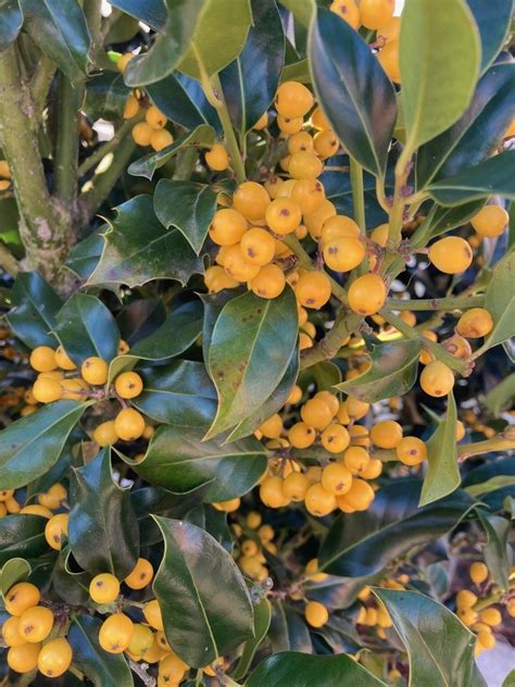 Rare Yellow Berry Holly Trees Ilex Aquifolium Bacciflava Covered In