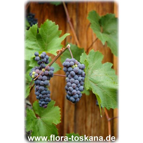 Vitis Vinifera Wein Pflanzen Weinsorten Flora Toskana