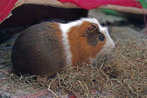 Guinea Pig Rodent Cuy · Free Photo On Pixabay