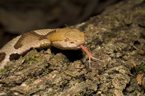 Top 10 Venomous Snakes In North America Grand View Outdoors