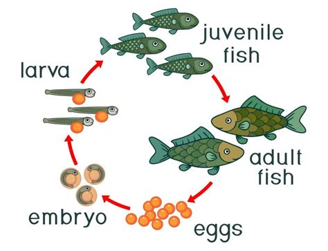 Fish Life Cycle 101 From The Larvae To Senescence Earth Life