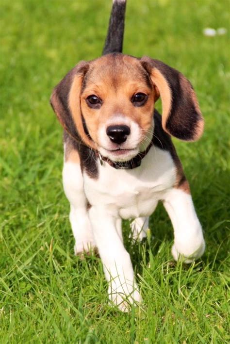 1000 Images About Beagle Puppies On Pinterest Too Cute