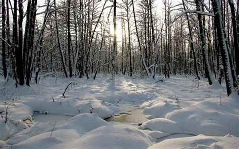 Stream Nature Landscapes Winter Snow Trees Forest Woods