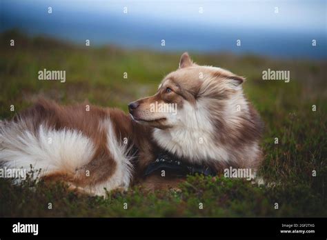 Dog Finnish Lapphund Resting While Hiking On A Fell In Finnish