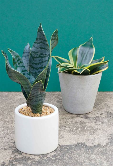 Common House Plants with Staying Power and Style