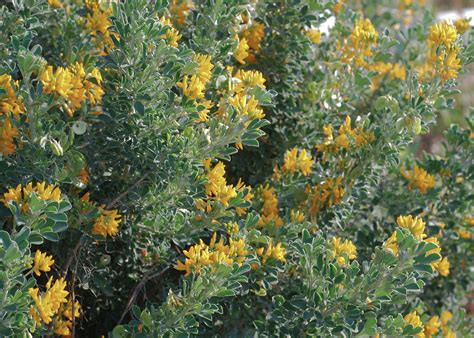 For more information please contact us at 440.269.1000. Flower Gallery :: Fabaceae :: DSC_7585