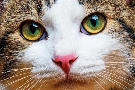 猫の性別を『顔』で見分ける4つの方法 オス・メスそれぞれの特徴とは ねこちゃんホンポ