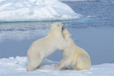 Two Polar Bear Cubs Playing Together On The Ice Stock Photo Image Of