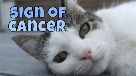 Warning Signs Of Lung Cancer In Cats Youtube