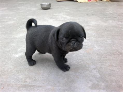 This puppy may lack the ideal coat color or appearance to compete in the pugs have as many as nine puppies in a litter so all of these costs are per puppy. Pug Puppies for Sale(kirandeep 1)(8831) | Dogs for Sale | Price of Puppies | Dogspot.in