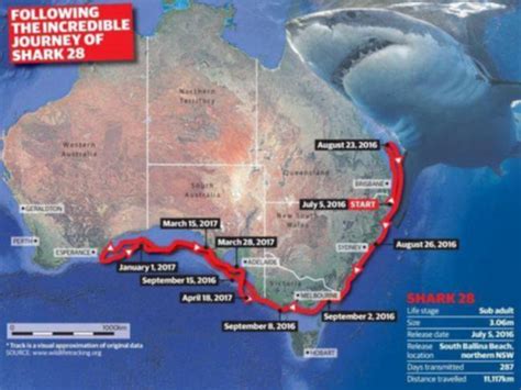 Shark Migration Great White Shark 28 Travels From Nsw To Wa Perthnow