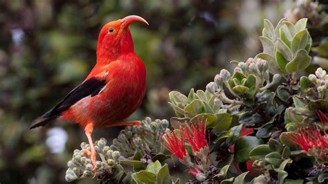 Plants For The Endangered Birds Of Hawaii Audubon