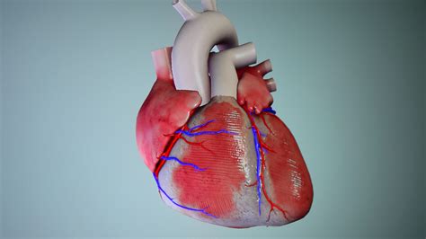 Human heart 3D model Stock Video Footage - Storyblocks