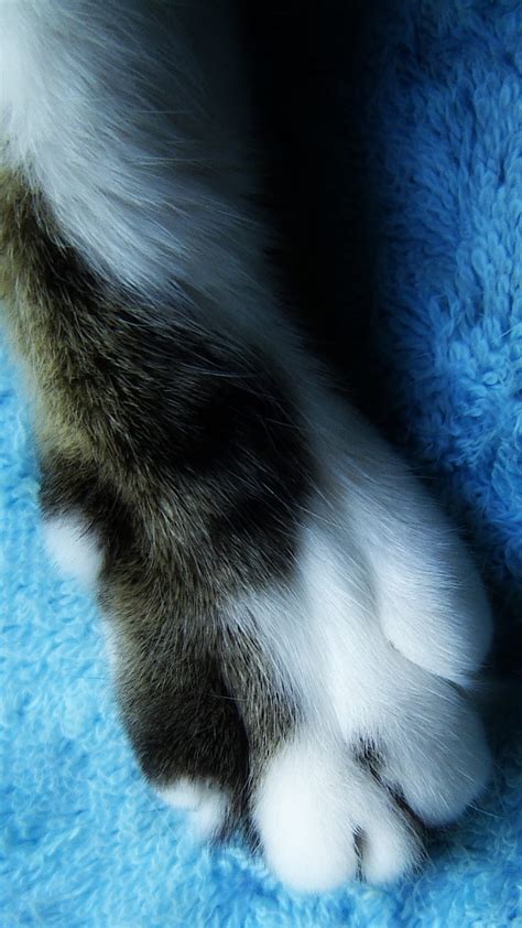 Kitty Cat Paw Cats Close Up Feline Foot Paw Graphy Simple Tabby