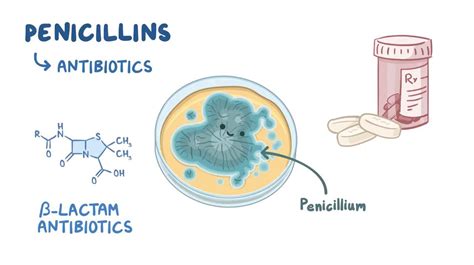 Cell Wall Synthesis Inhibitors Penicillins Video Osmosis