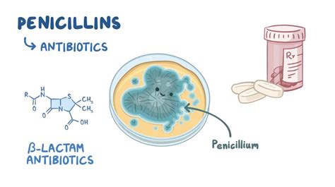 Mechanism Of Action Of Penicillin