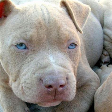 Blue Fawn Pitbull Puppies Pitbulls🐶 Pets Amino My Beautiful Blue