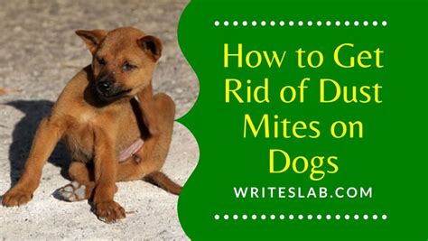 How To Get Rid Of Dust Mites On Dogs The Writeslab