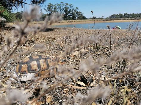 Angulate Tortoise Released Into Wild After Severe Injury Other Still