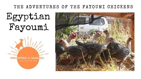 The Adventures Of The Fayoumi Chickens Youtube