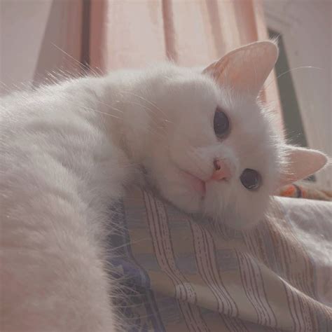 Aesthetic Cat Photo Cat Photo
