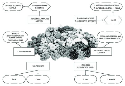 Overview Of The Potential Bioactivities In Cardiovascular Health Of Download Scientific Diagram