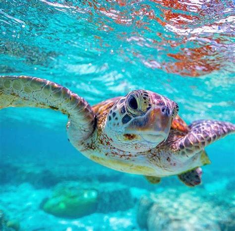 Pin By Kayla Marie On Precious Creatures Sea Turtle Pictures Baby