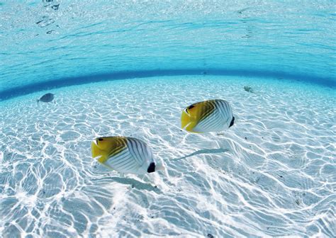 Wallpaper Sea Fish Butterfly Swimming Pool Underwater Couple