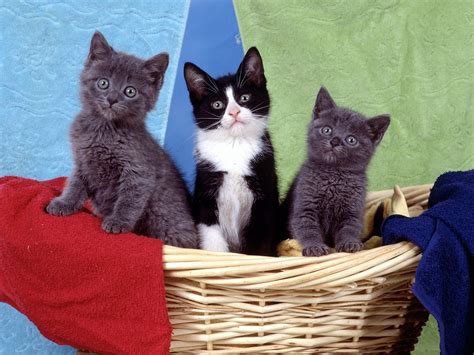 Banco De Imágenes Gratis Fotos De Gatos Gatitos Mininos O Pequeños