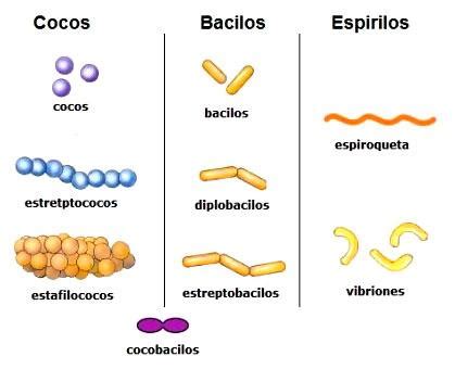 Clasificación de las bacterias RESUMEN CORTO FÁCIL