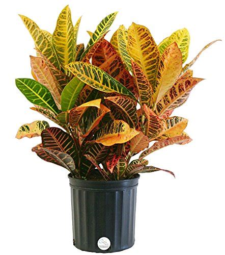 I bring them indoors before we turn on the. Croton Plant Care: How to Grow and Care for Croton Plants