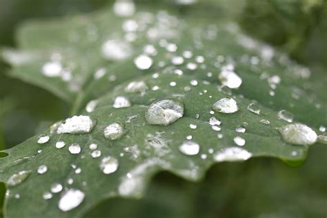 Leaves Green Plant Garden Water Drops Rain Drop Wet Leaf Pxfuel