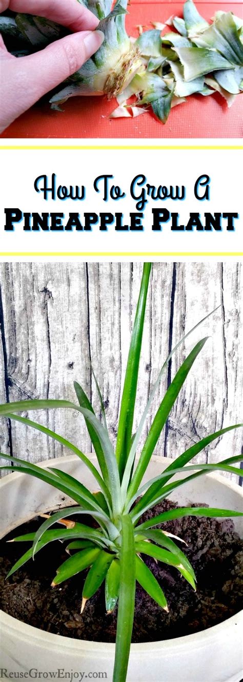 How To Grow A Pineapple Plant Reuse Grow Enjoy